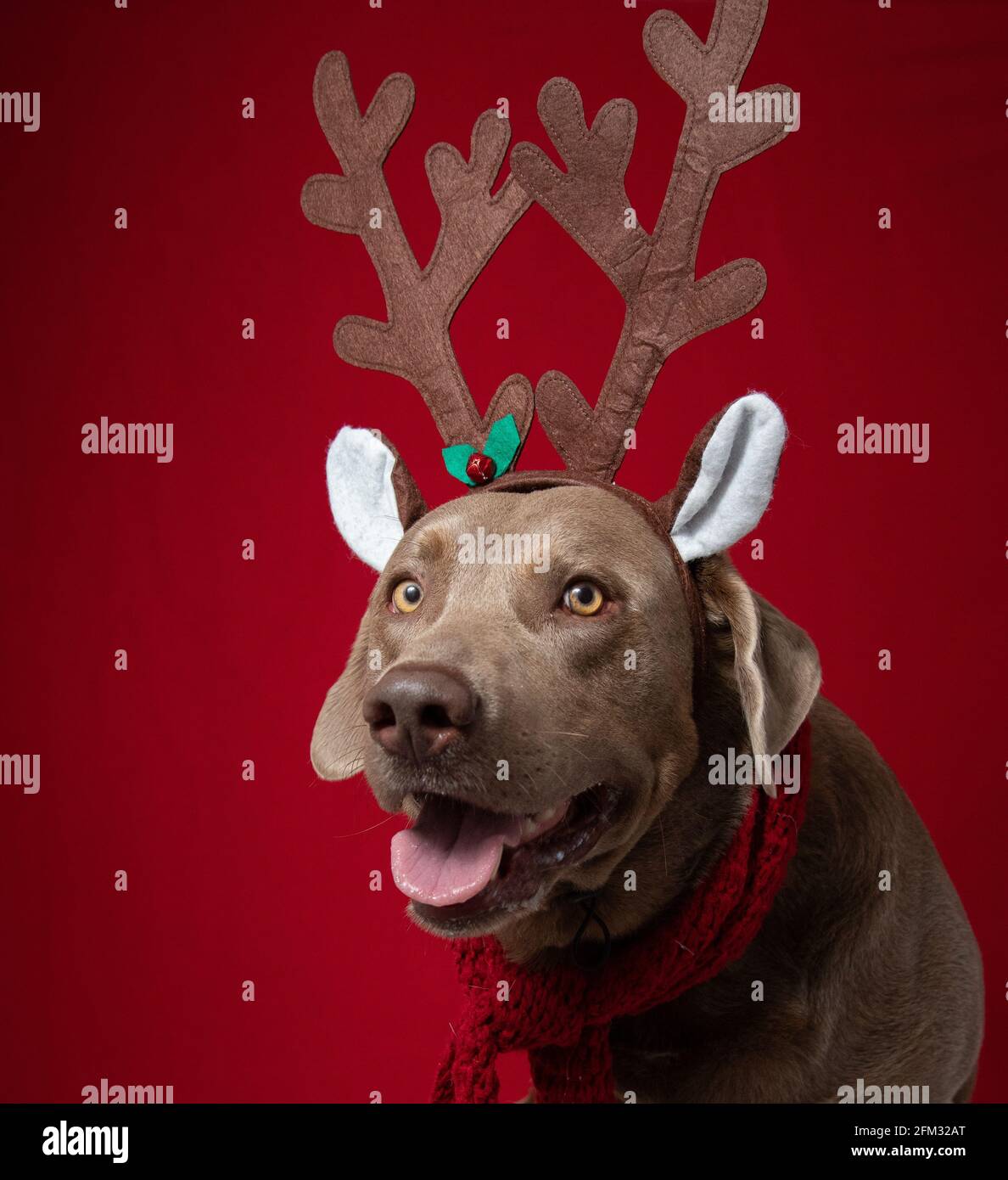 Porträt eines silbernen labrador Retriever mit weihnachtlichen Geweihen Stockfoto