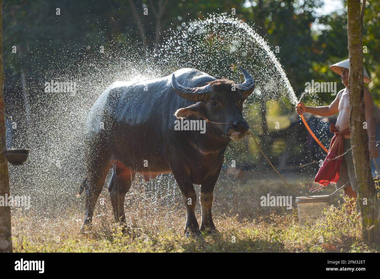 Landwirt auf einem Feld, das einen Wasserbüffel wäscht, Thailand Stockfoto