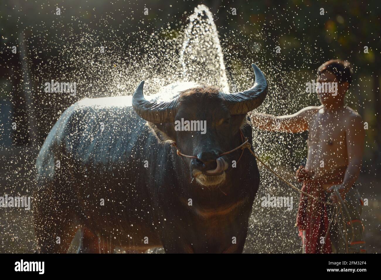 Landwirt auf einem Feld, das einen Wasserbüffel wäscht, Thailand Stockfoto