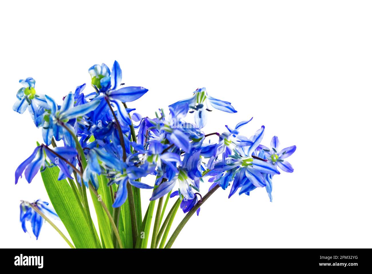 Blau ersten Frühling Ostern Blumen Scilla Squill Schneeglöckchen bluebell Bouquet isoliert, weißer Hintergrund Stockfoto