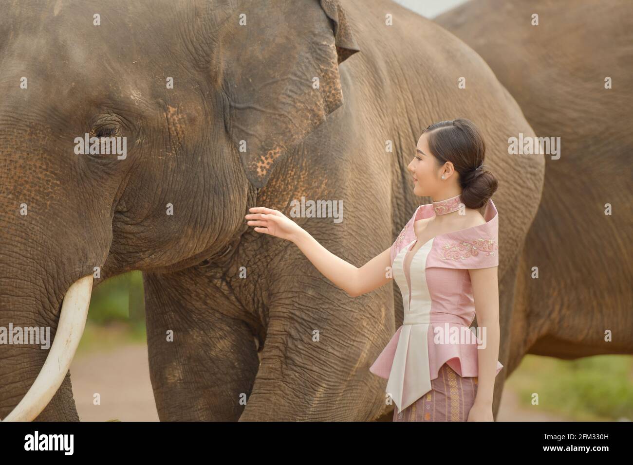 Lächelnde, schöne Frau, die einen Elefanten streicheln will, Thailand Stockfoto