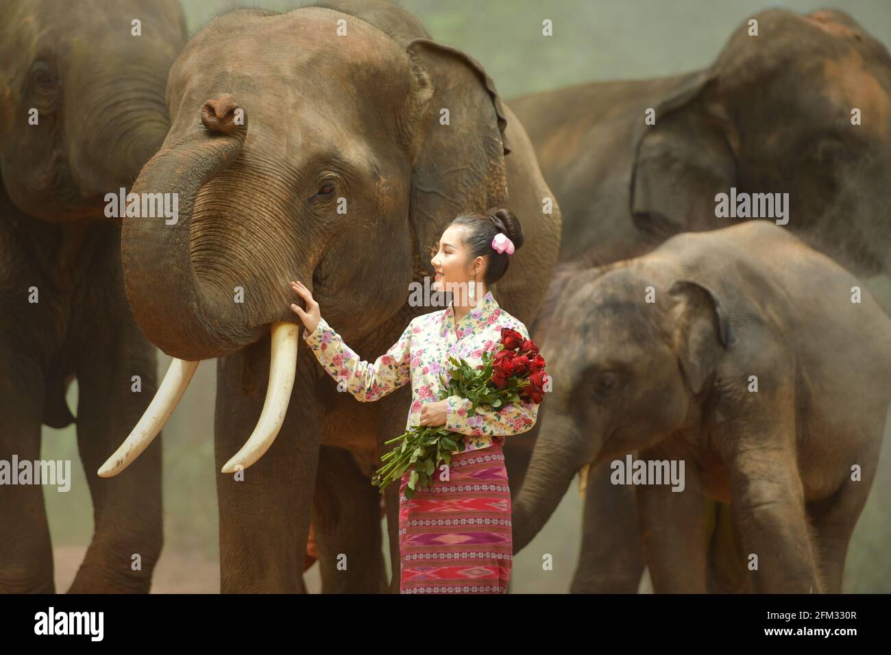 Schöne Frau mit einem Blumenstrauß, der einen Elefanten streichelte, Thailand Stockfoto
