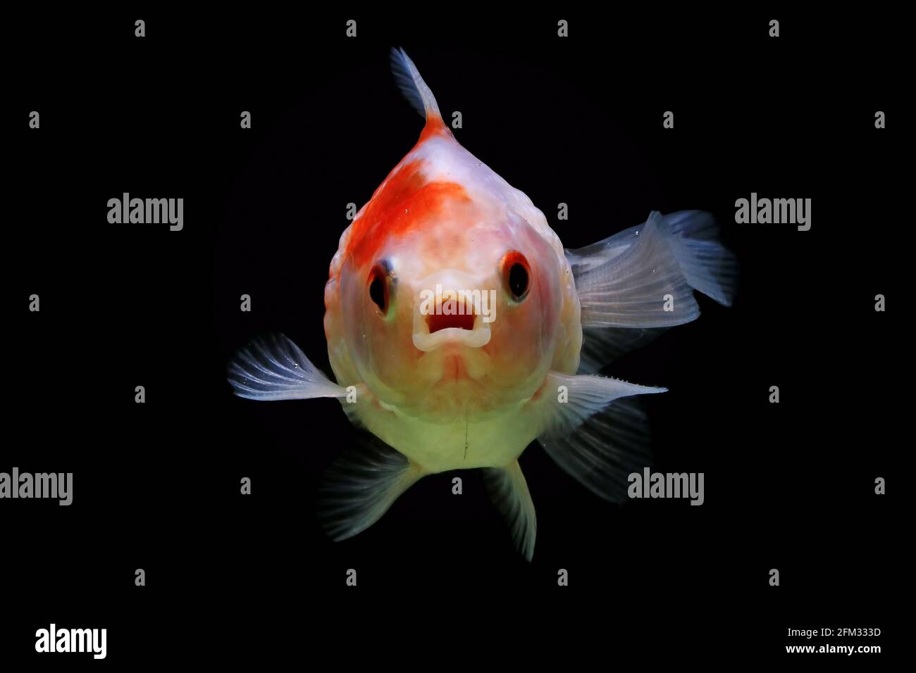 Nahaufnahme eines Goldfisches im Pearlscale-Stil, der unter Wasser schwimmt, Indonesien Stockfoto