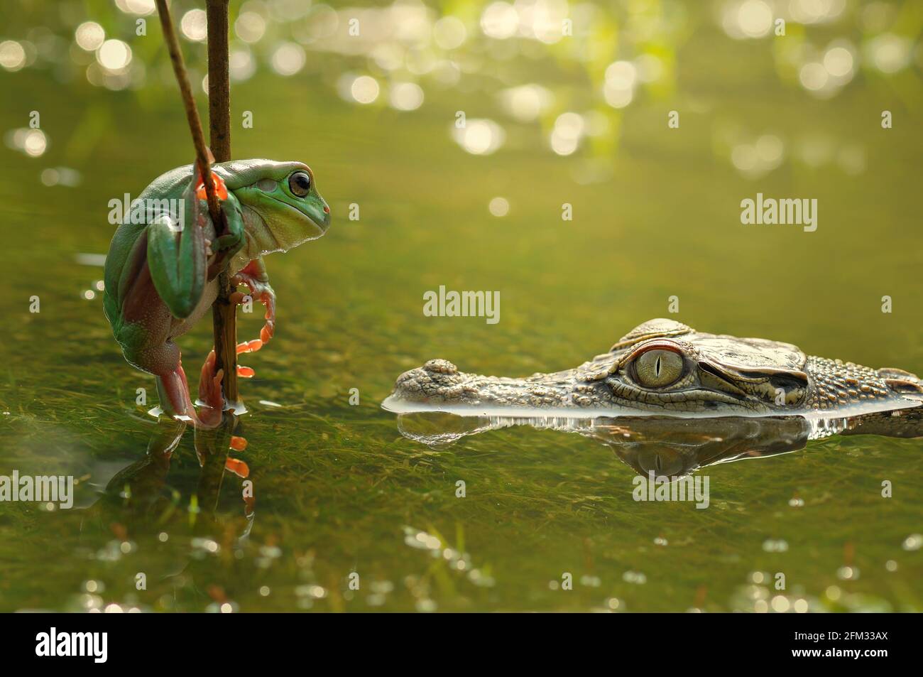 Krokodil in einem Fluss mit Blick auf einen Frosch auf einem Ast, Indonesien Stockfoto
