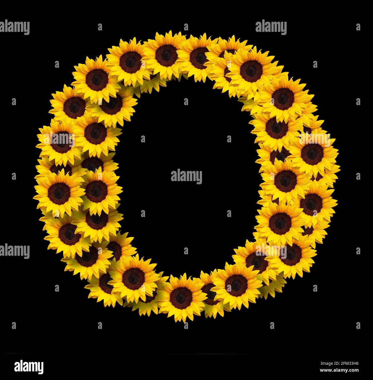 Großbuchstabe O aus gelben Sonnenblumen Blumen isoliert auf schwarzem Hintergrund. Design-Element für Love Concepts Designs. Ideal für Muttertag und s Stockfoto