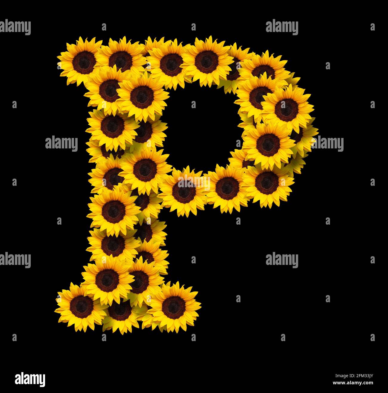 Großbuchstabe P aus gelben Sonnenblumen Blüten isoliert auf schwarzem Hintergrund. Design-Element für Love Concepts Designs. Ideal für Muttertag und s Stockfoto