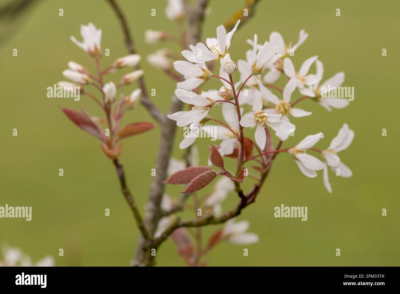 Nahaufnahme von blühenden Blüten der glatten Dienstbeere (amelanchier laevis) Stockfoto