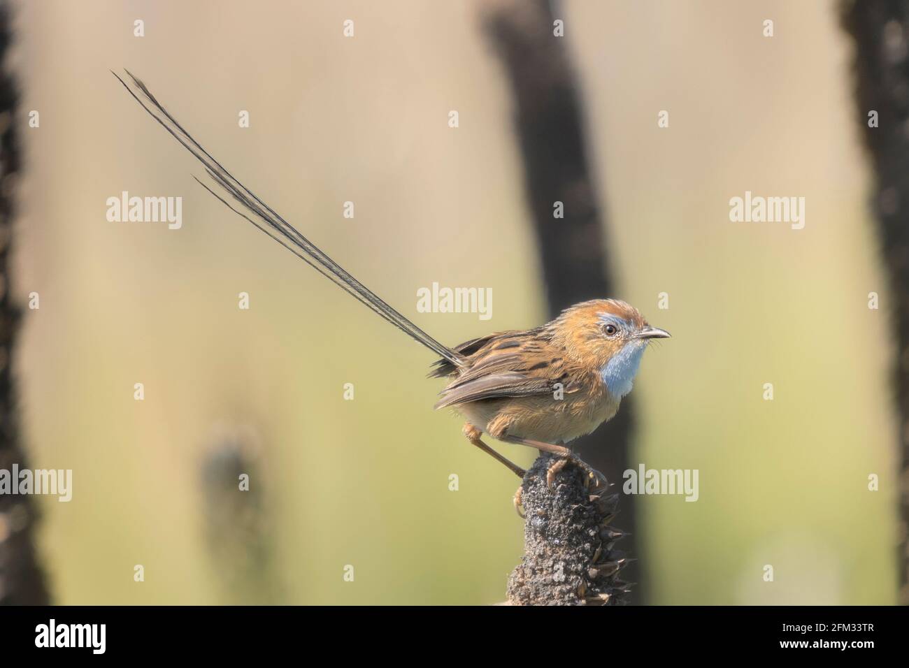 Südlicher emu-Wren (Stipiturus malachurus), der auf der Spitze eines verbrannten Grasbaums (Xanthorrhoea resinosa), Australien, thront Stockfoto