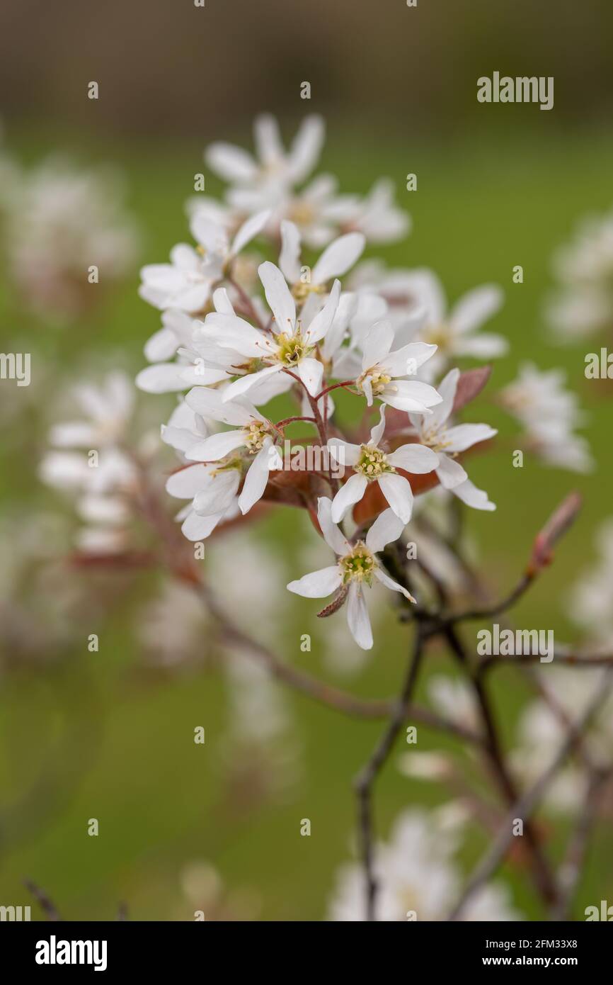 Nahaufnahme von blühenden Blüten der glatten Dienstbeere (amelanchier laevis) Stockfoto