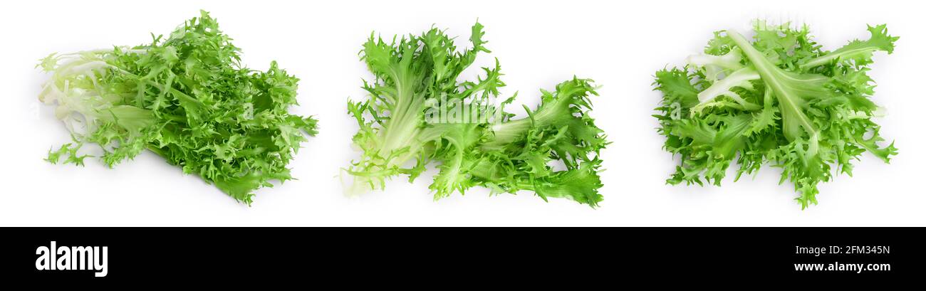 Frische grüne Blätter von Endive Frisee Chicorée Salat isoliert auf weißem Hintergrund mit voller Tiefenschärfe. Set oder Collection. Stockfoto