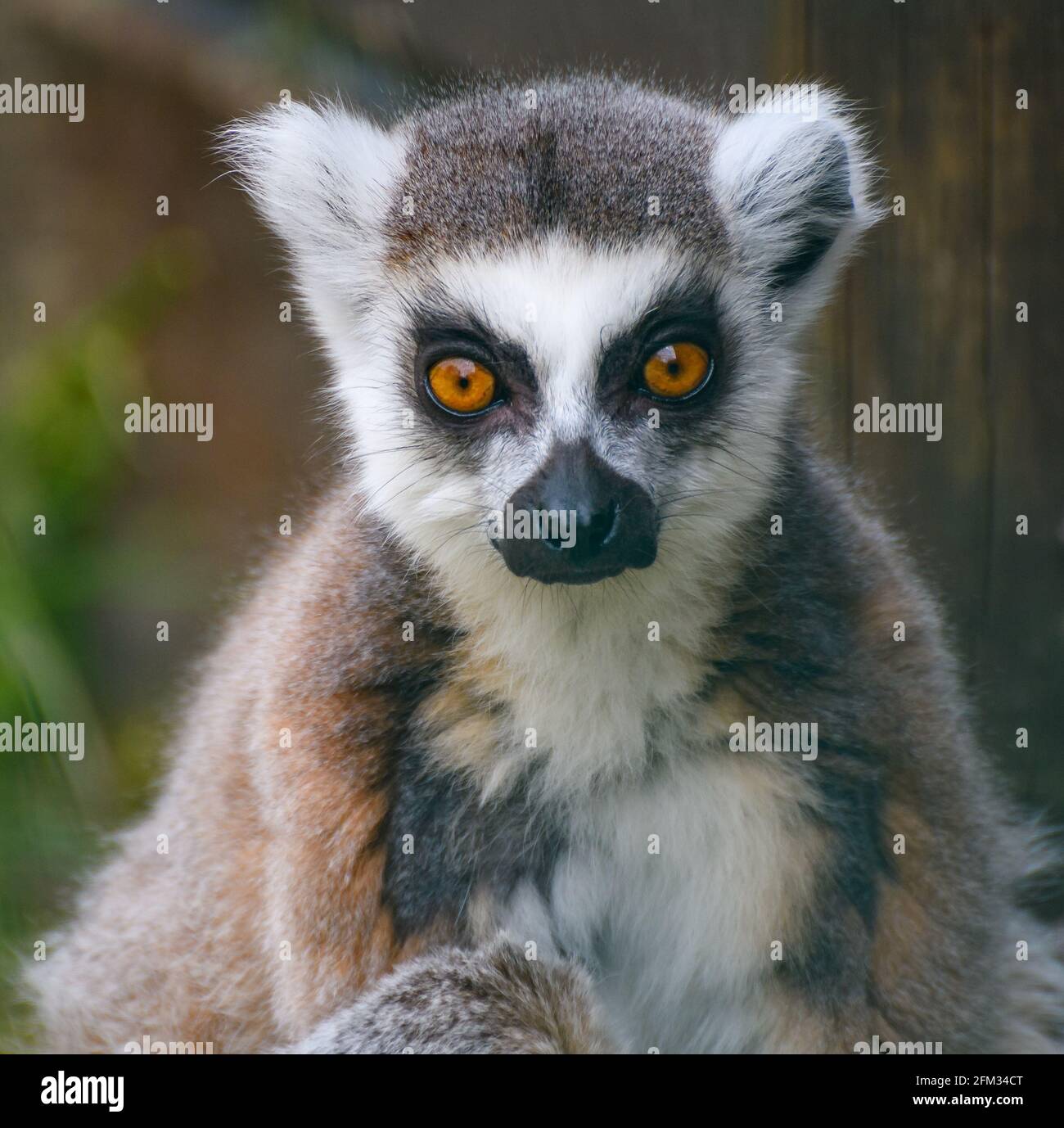 Ein Porträt eines Ringschwanzlemur Stockfoto