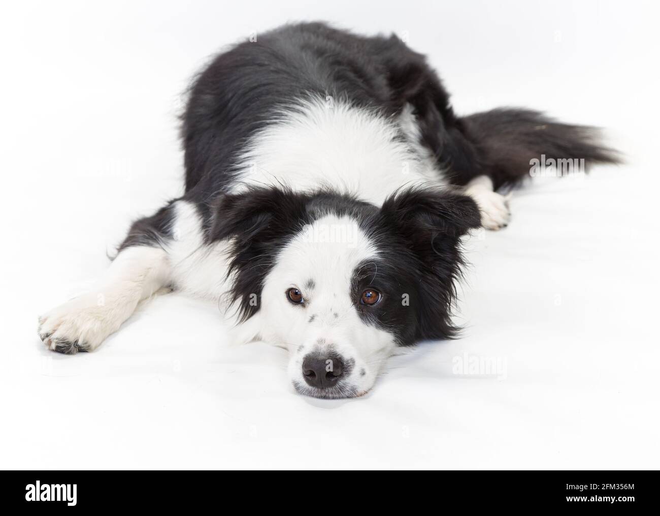 Schwarz-Weiß-Rahmen Collie auf weißem Hintergrund Stockfoto