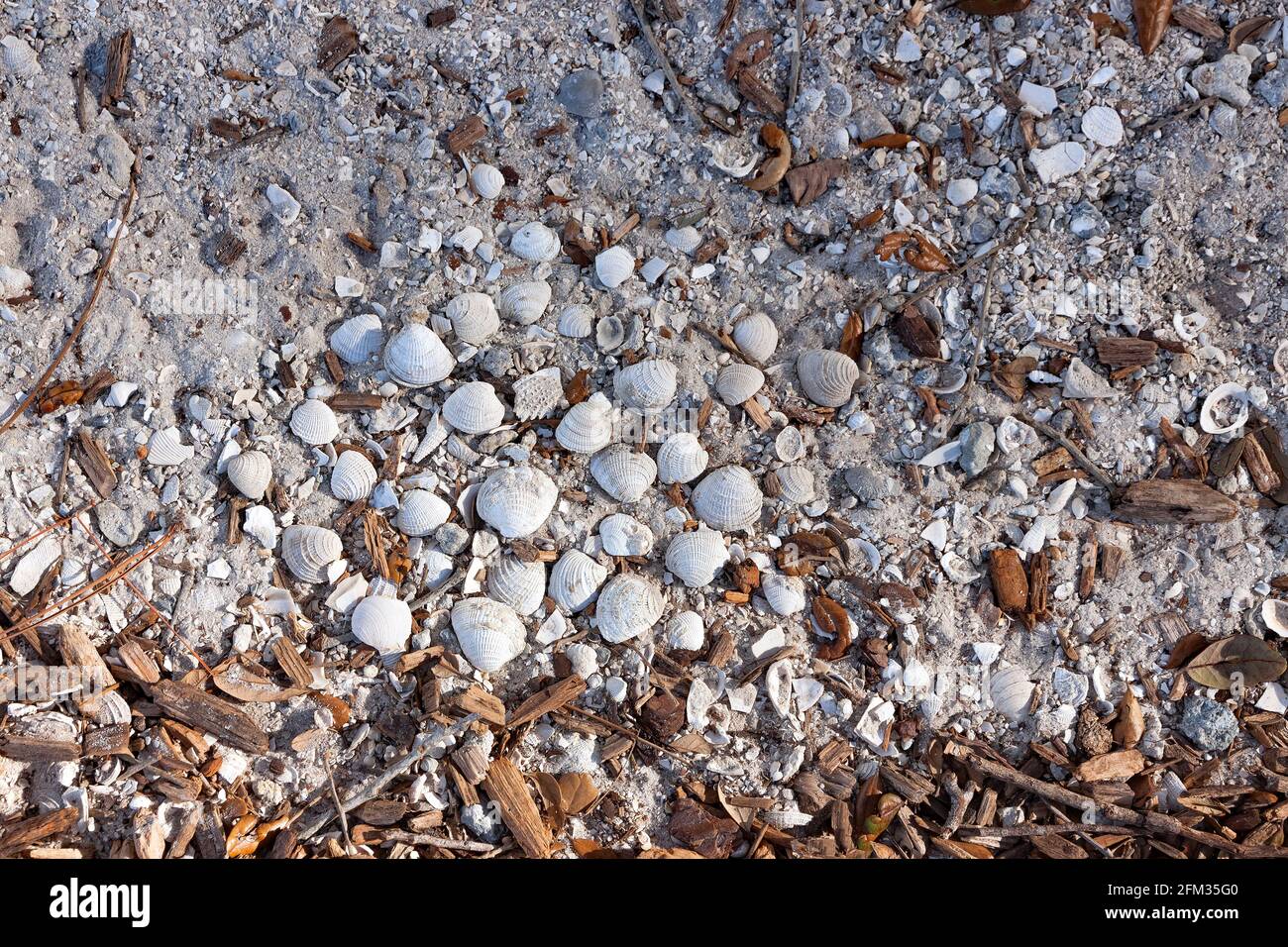 Nahaufnahme von Florida Boden/Kies/Sand/Mulch mit Muscheln als Beweis. Stockfoto