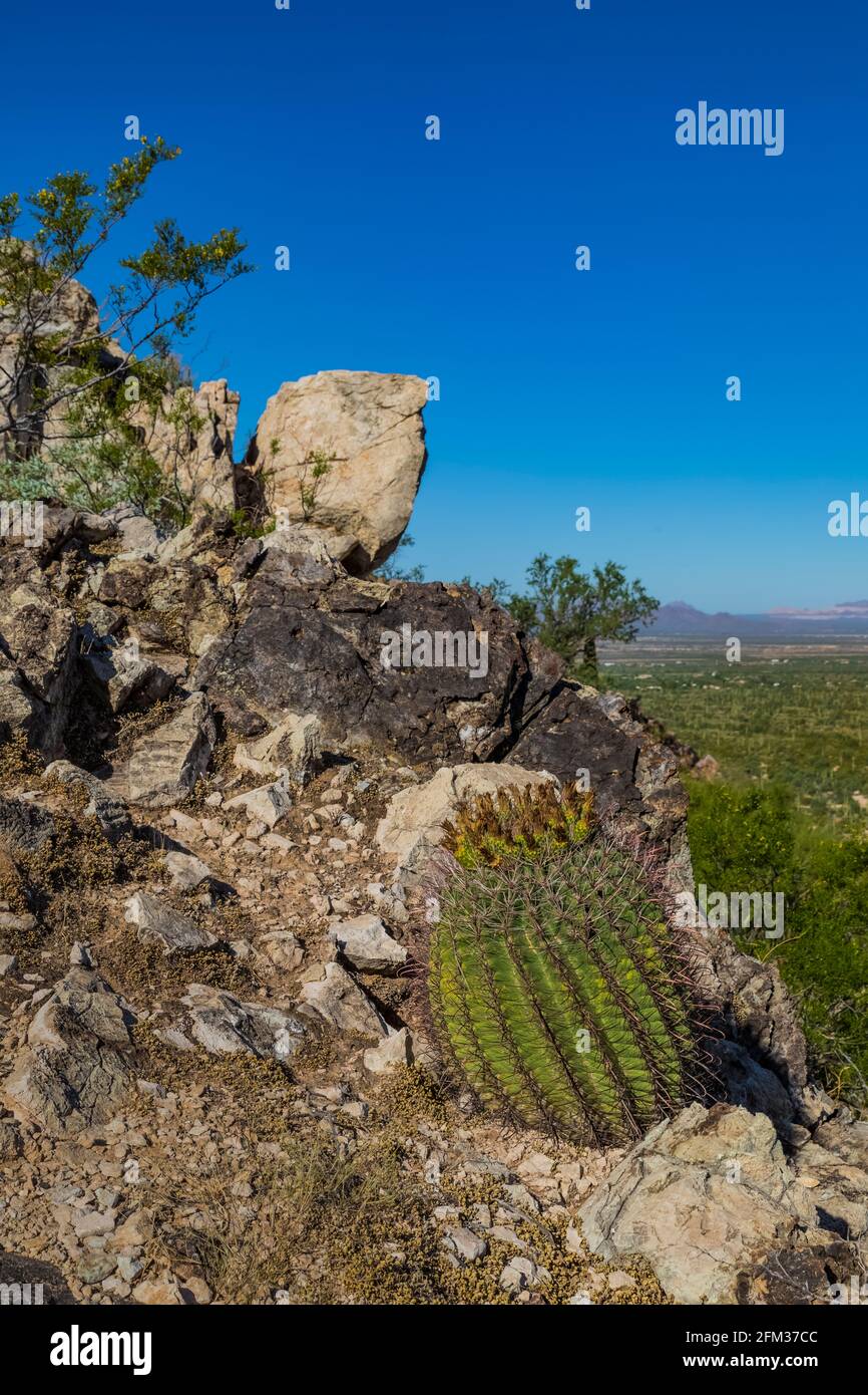 Fishhook Barrel Cactus, Ferocactus wislizeni, im Sus Picnic Area im Saguaro National Park, Tucson Mountain District, Arizona, USA Stockfoto