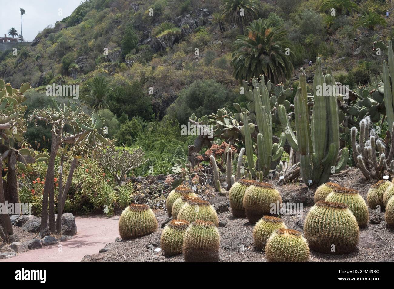saguaro kaktus pflege Kaktus Saguaro Knstlich - Knstliche Pflanzen