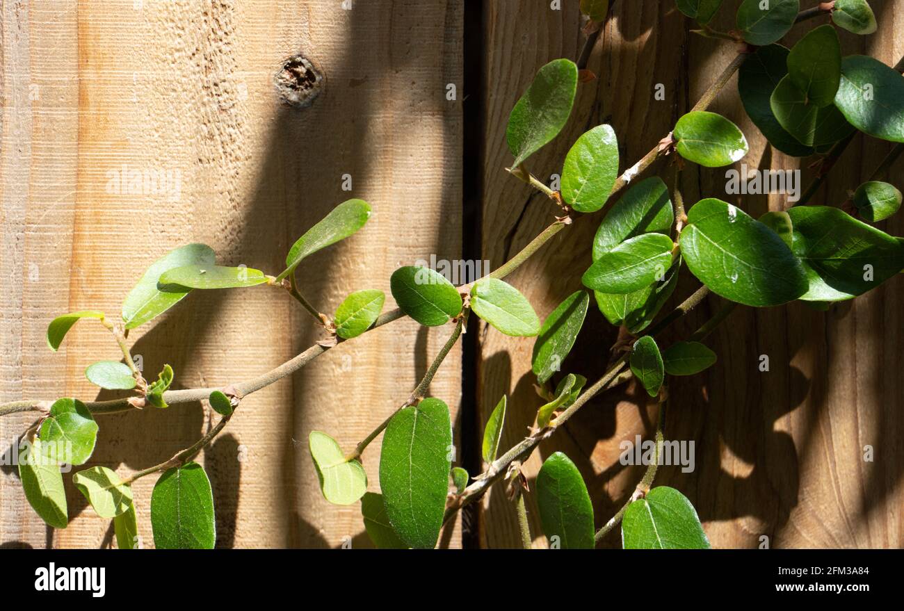 Eine Weinrebe auf einem Holzzaun im strahlend hellen Sonnenlicht Stockfoto