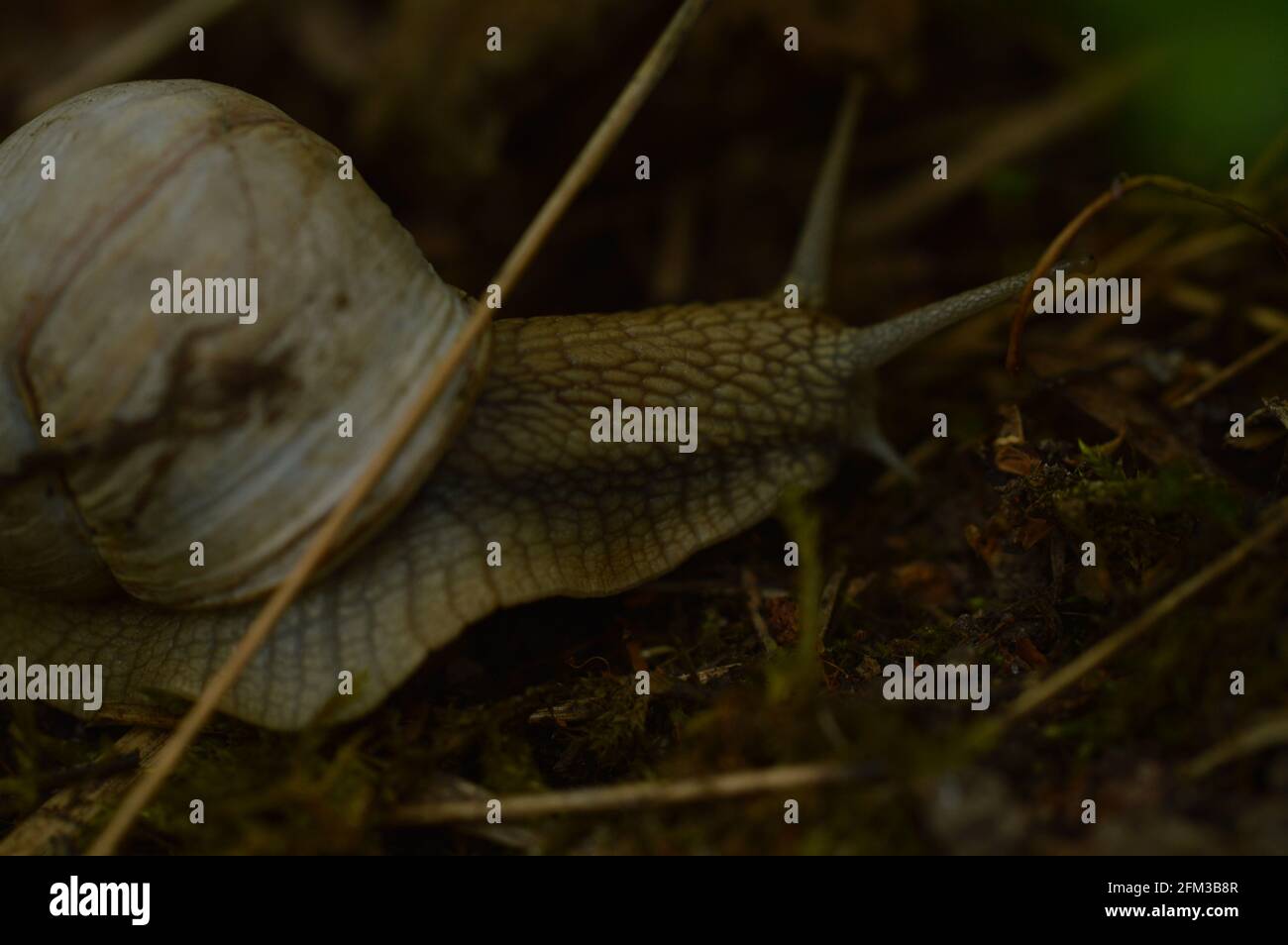 Römische Schnecke, Helix pomatia Stockfoto