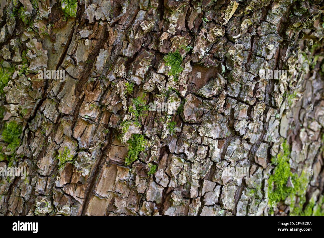 Pyrus cordata Barke Stockfoto