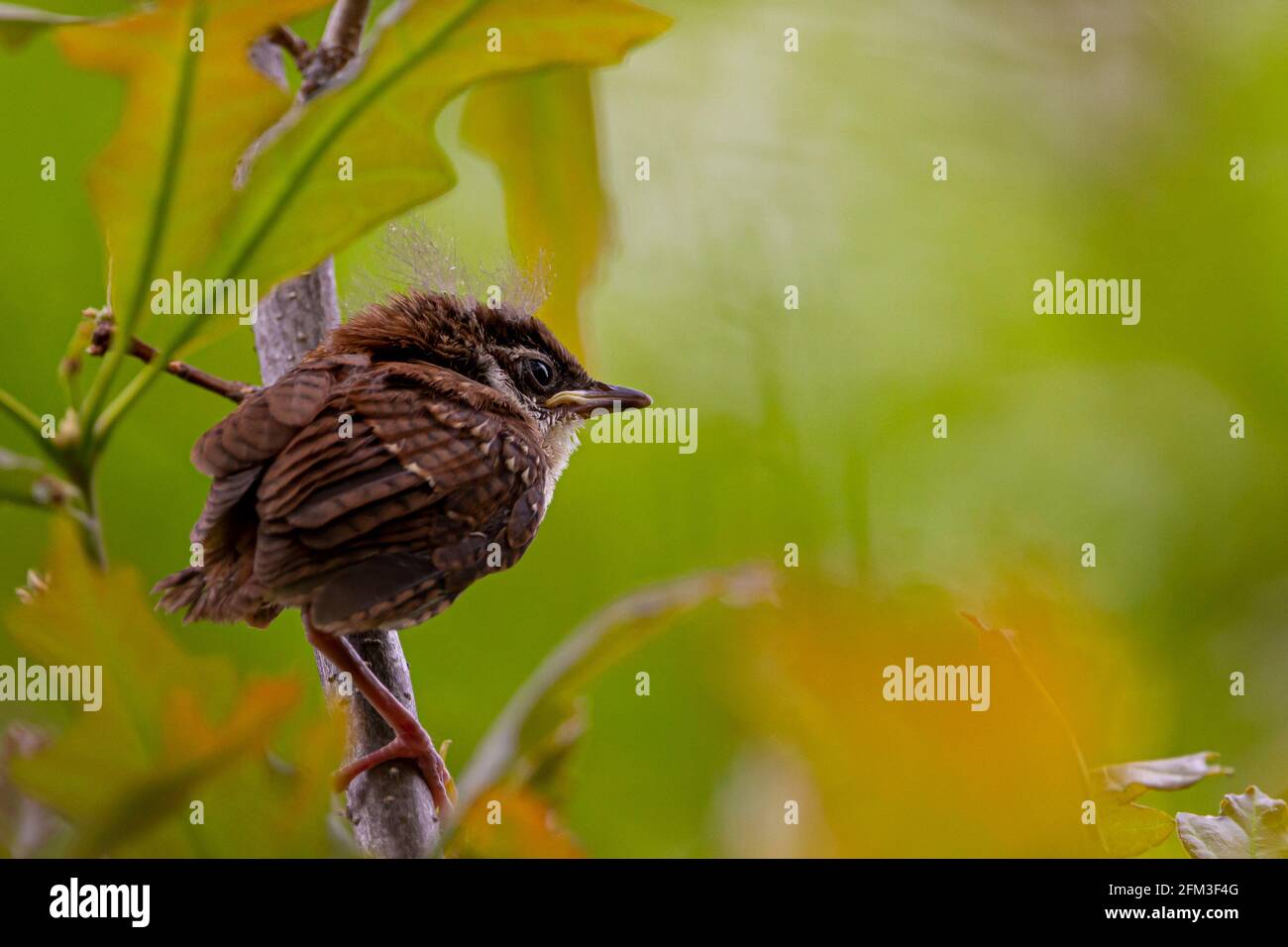 Ein kleiner Junghaussperling (Passer domesticus) steht auf einem Ahornzweig in Maryland, USA. Der Dandelion Fuzz auf seinem Kopf ist charakteri Stockfoto