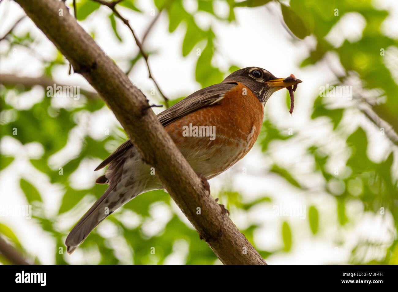 Nahaufnahme eines niederwinkligen Bildes einer Eastern Robin Unterart von Amerikanischer Robin (Turdus migratorius) Auf einem Baumzweig, der einen Erdwurm in sich hält, festhalten Sein b Stockfoto