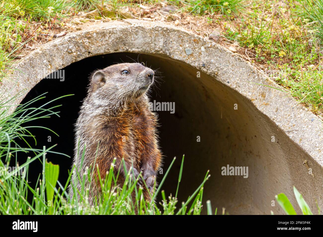 Nahaufnahme eines Murmeltieres (marmota monax) am Eingang einer Betonregenabflussleitung in Maryland, USA. Das Nagetier steht aufrecht auf der Th Stockfoto