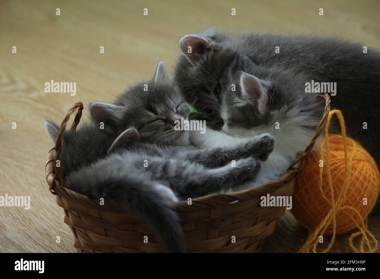 Kleine grau-blau gestromte Kätzchen schlafen in einem Korb drinnen. Niedliche Kätzchen schlafen in einem Korb. Stockfoto