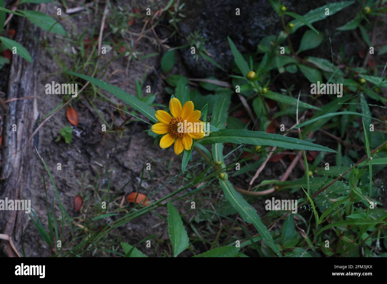 Sonnenblumen von Illinois Stockfoto