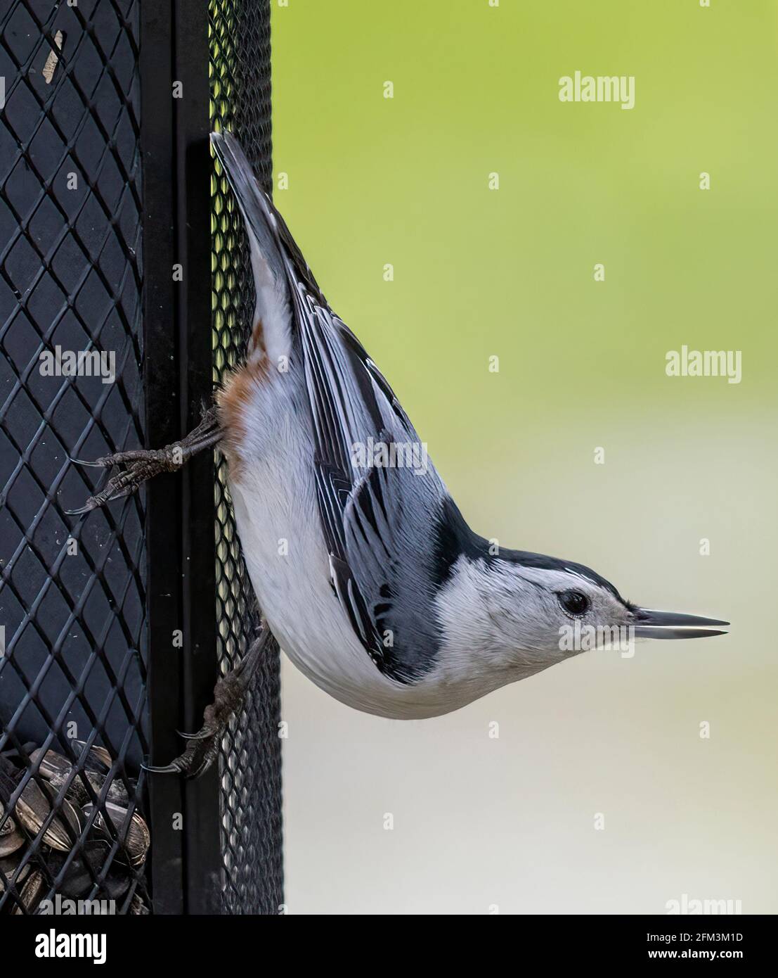 Weißreiher Nuthatch ( Sitta carolinensis ) Auf Dem Zuführungssystem Mit Umgekehrtem Hals Und Ausgestrecktem Hals Anzeigen Stockfoto