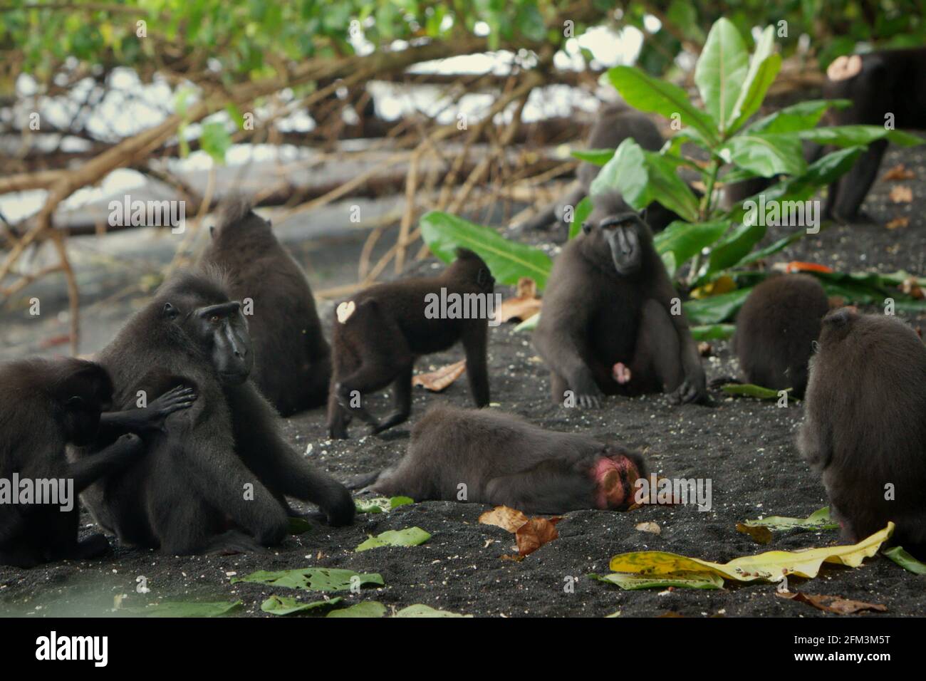 Crested Macaques in sozialer Aktivität, am Strand des Tangkoko-Waldes, Nord-Sulawesi, Indonesien. Im Persönlichkeitsfaktor „Verbundenheit“ wird ein Haubenmakaken-Männchen durch sein „diverses Nachbar- und Pflegenetzwerk, die räumliche Position im Kern der Gruppe“ identifiziert, so ein Wissenschaftlerteam unter Leitung von Christof Neumann in einer im August 2013 veröffentlichten wissenschaftlichen Arbeit. Stockfoto