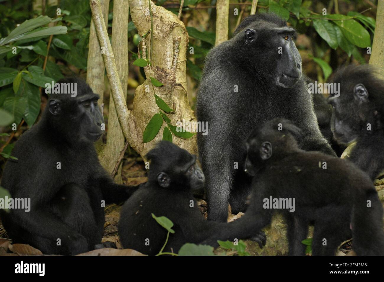 Crested Macaque soziale Aktivität. Erwachsene mit Ableger. In einem wissenschaftlichen Artikel, der im August 2013 veröffentlicht wurde, wurde ein Makaken-Männchen durch seine „hohe Körperpflegerate, eine hohe Anzahl weiblicher Nachbarn und ein vielfältiges Pflegenetzwerk“ identifiziert, so ein Wissenschaftlerteam unter Leitung von Christof Neumann. Stockfoto