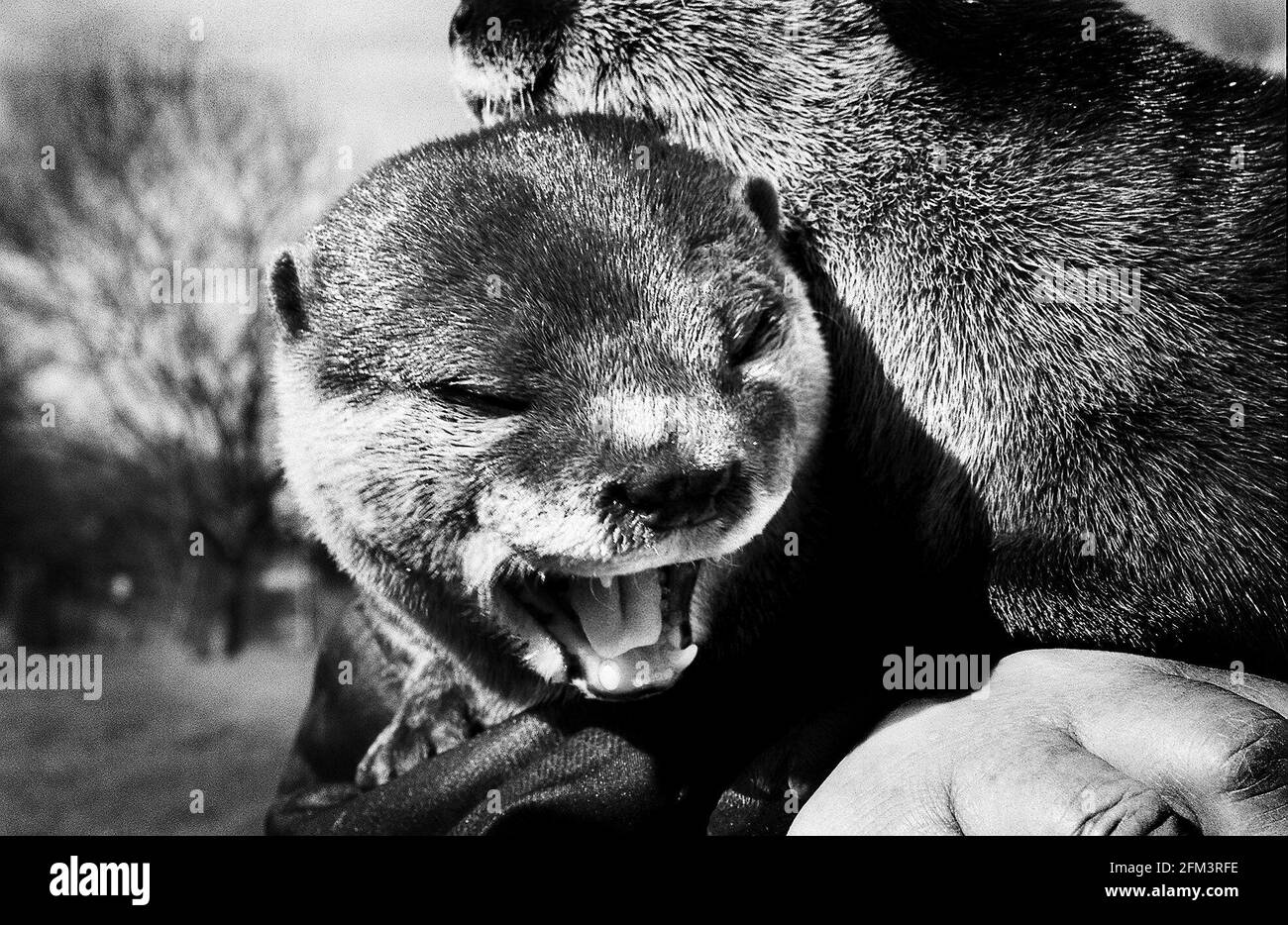 Otter, die durch Verschmutzung aus Flüssen vertrieben wurden In den 1950er Jahren Stockfoto