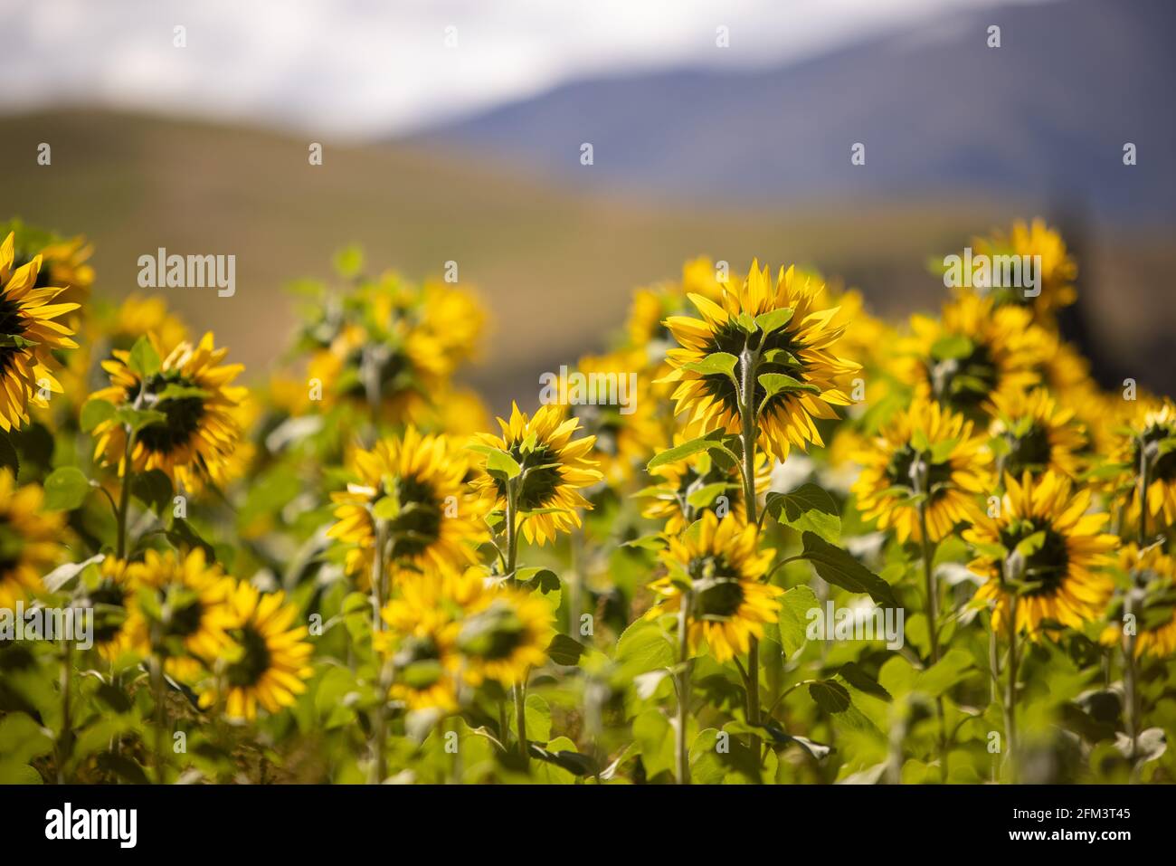 Ein Sonnenblumenfeld, das in Richtung entfernter Berge, Südinsel Neuseeland, blickt Stockfoto