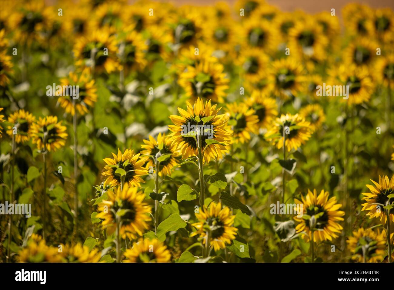 Ein Feld von Sonnenblumen, die wegschauen, Südinsel Neuseeland Stockfoto