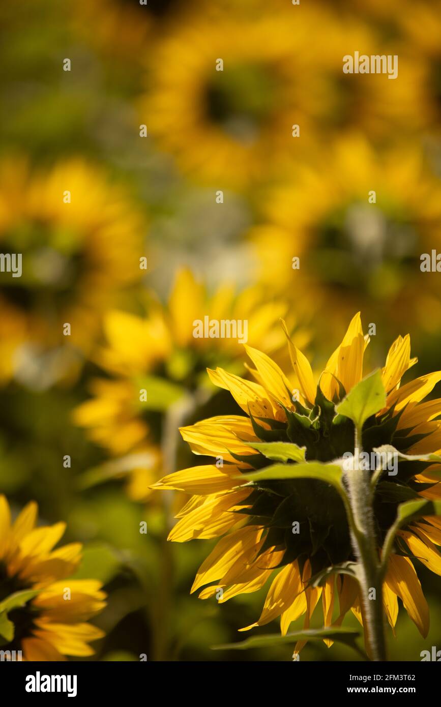 Eine Sonnenblume schaut auf ein Feld von Sonnenblumen, die alle abgewandt sind, Südinsel Neuseeland Stockfoto