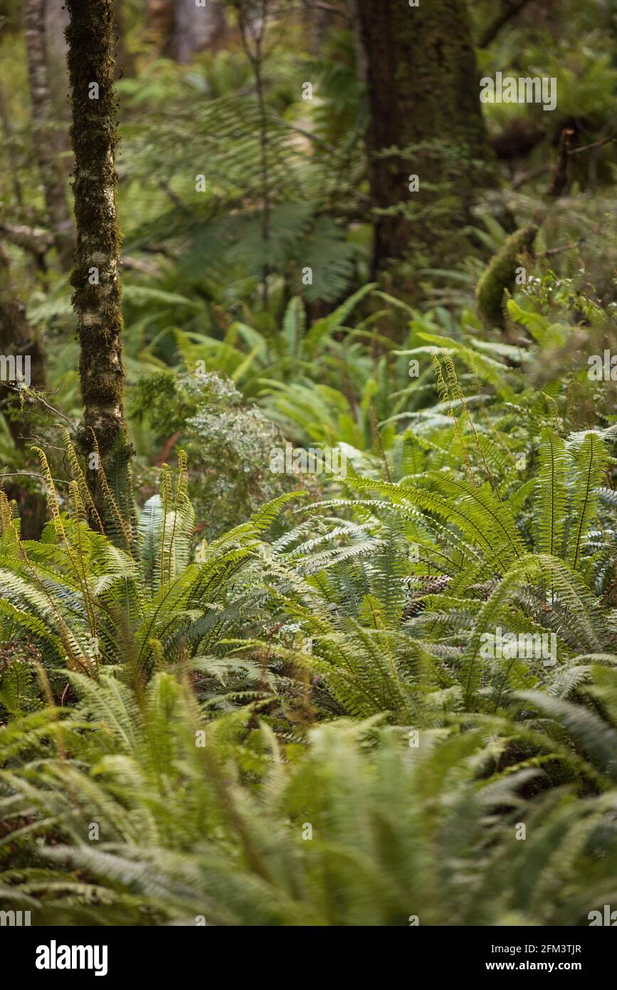 Farns by the Track im üppigen neuseeländischen Busch oder Wald. Toller Spaziergang, der Kepler Track, Te Anau, Südinsel Neuseeland Stockfoto