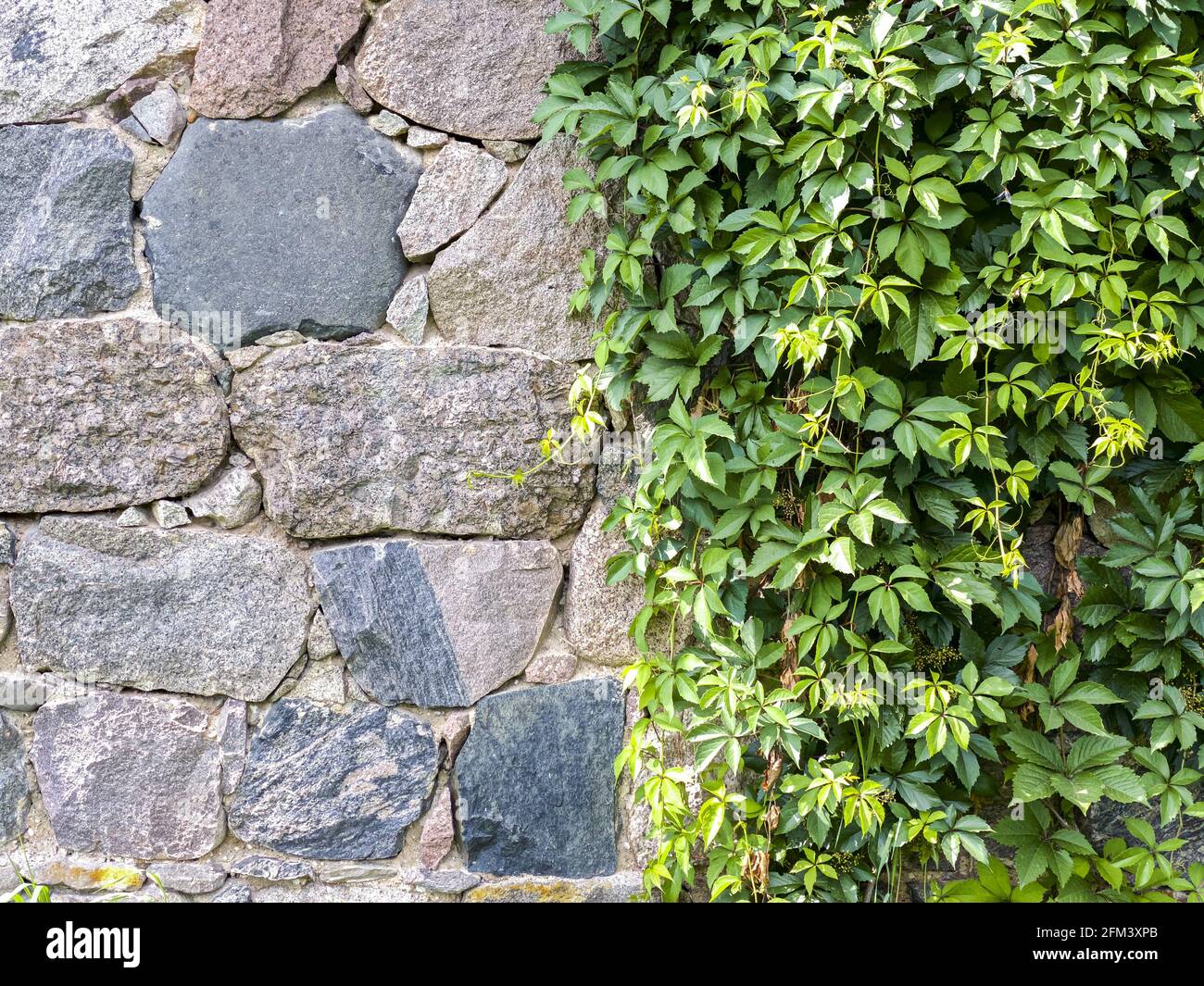 englisch Efeu wächst auf Stein Scheune Wand. Natürlicher Hintergrund. Stockfoto