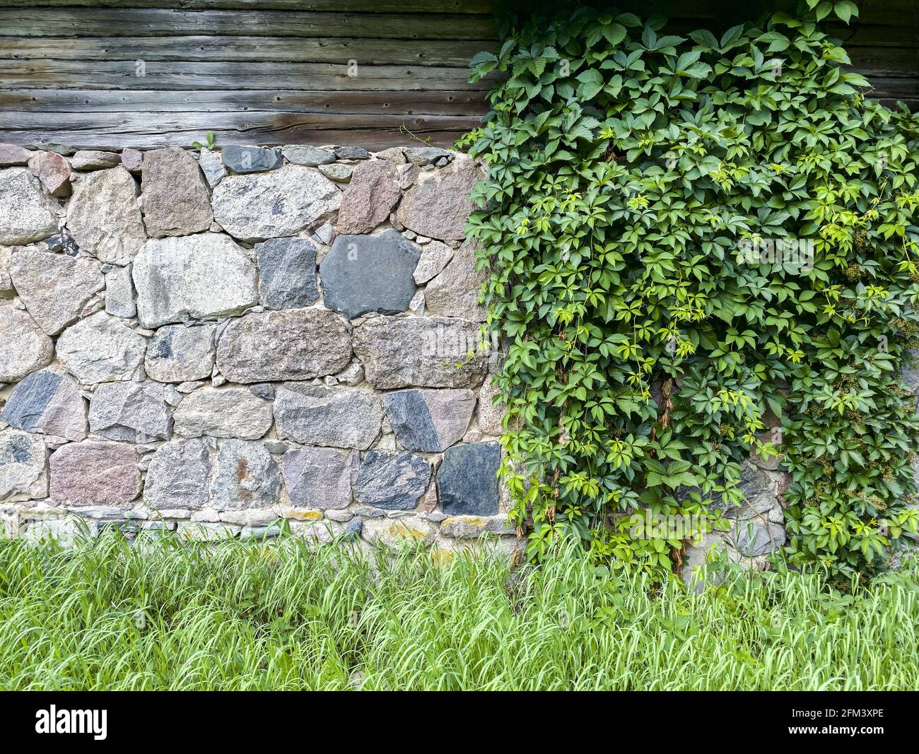 Außenwand aus Scheunenstein, bedeckt mit grünem Klettereifeu Stockfoto