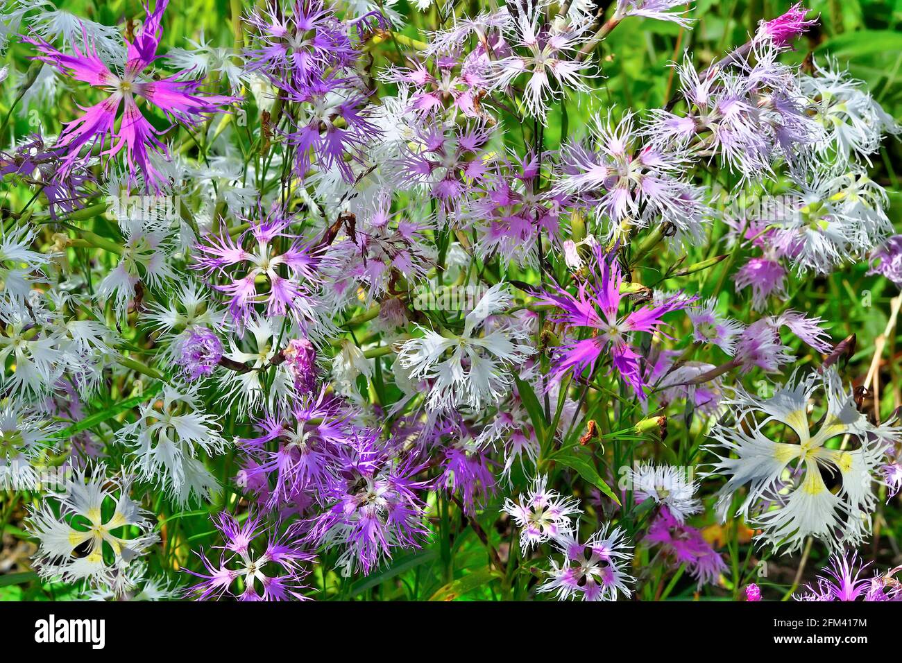 Sommer floralen Hintergrund - sanft zerbrechlich rosa, weiß und violett Blüten der Nelke Dianthus Superbus im Garten. Seltene, geschützte mehrjährige Herbaceou Stockfoto