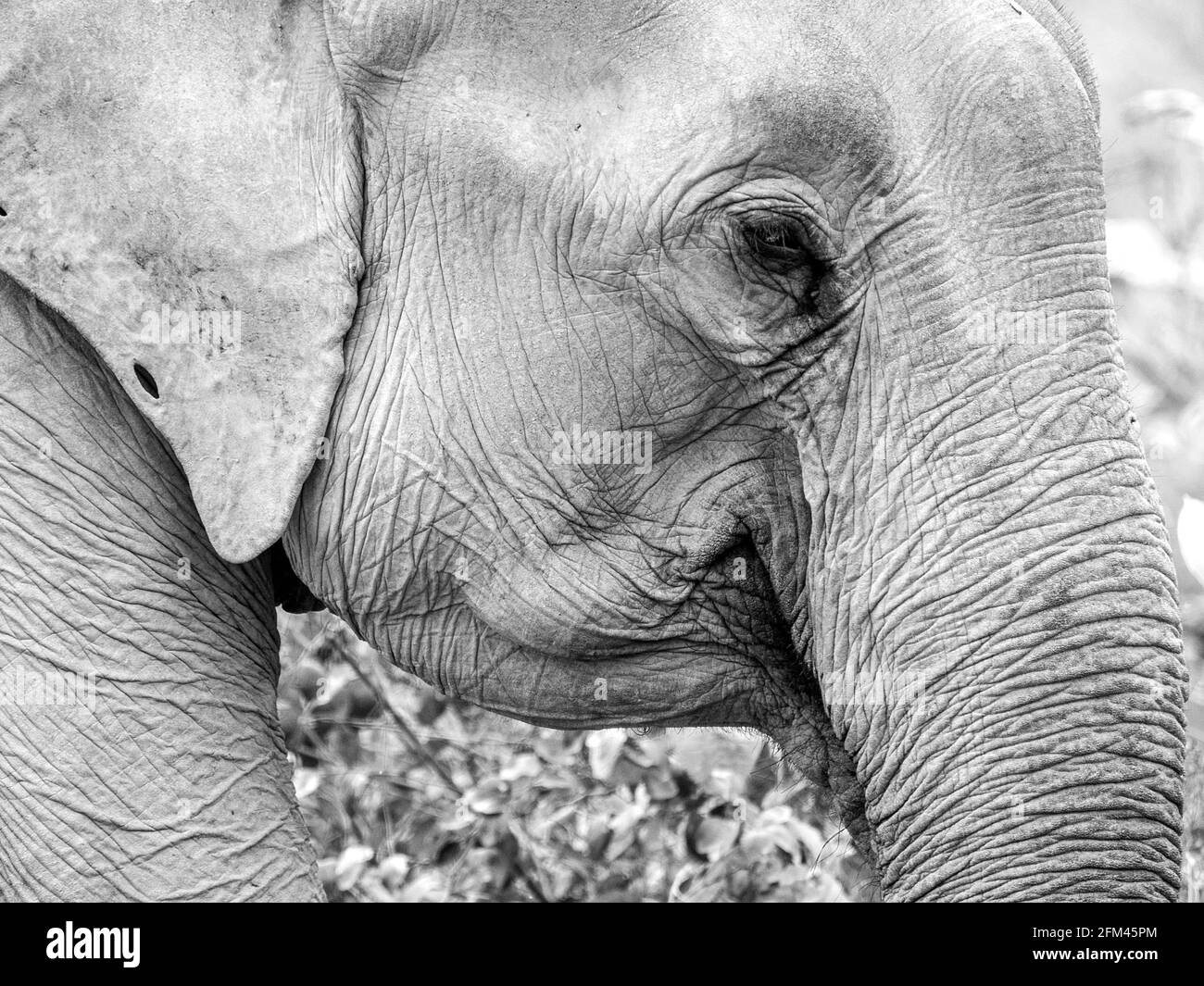Wilder Elefant im Kaziranga National Park, Assam, Indien Stockfoto