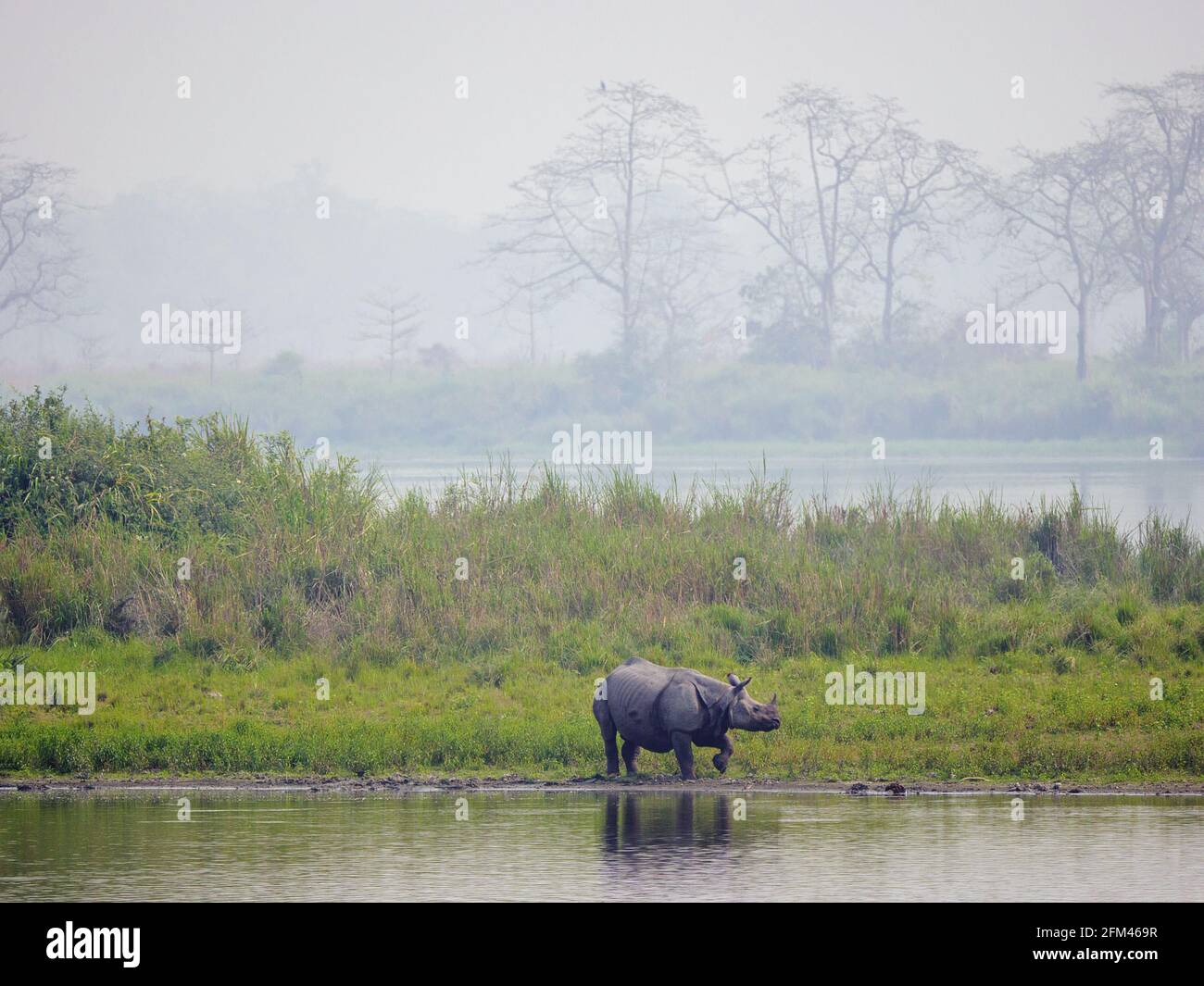 Das indische Nashorn - Nashorn unicornis, das indische Nashorn, das große einhörnige Nashorn oder das große indische Nashorn im Kaziranga-Nationalpark Stockfoto