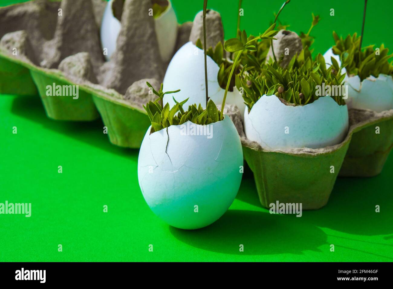 Frisches Micro Greens. Die Mikrogrünen von Rucola und Kresse wachsen in der weißen Eierschale. Kartons mit Sämlingen in Eierschale. Sprossen. Sämlinge ohne Stockfoto