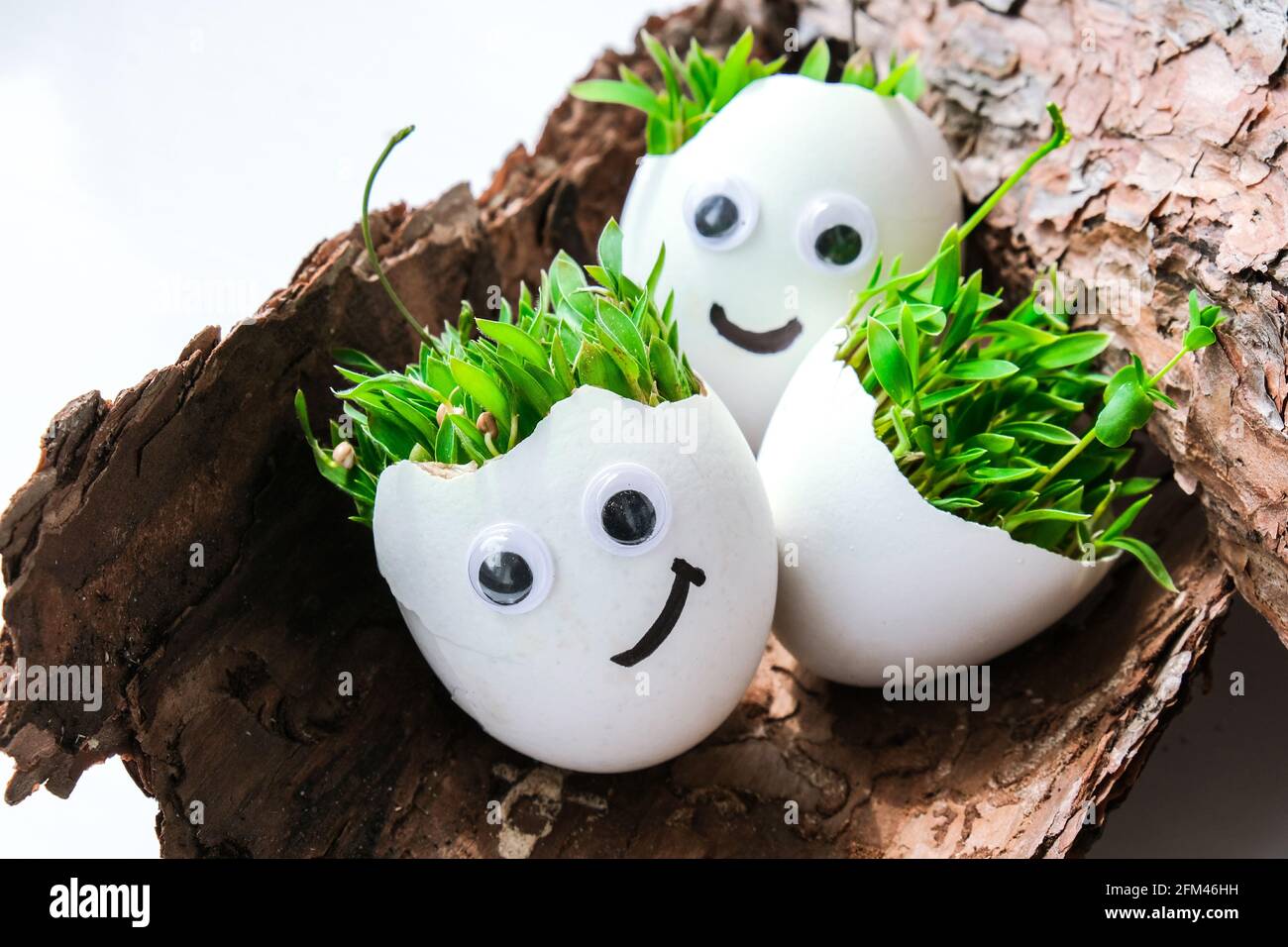 Frisches Micro Greens. Mikrogreens von Rucola und Kresse wachsen in weißer Eierschale mit lustigen Gesichtern auf Baumrinde. Sprossen. Sämlinge ohne Kunststoff Stockfoto