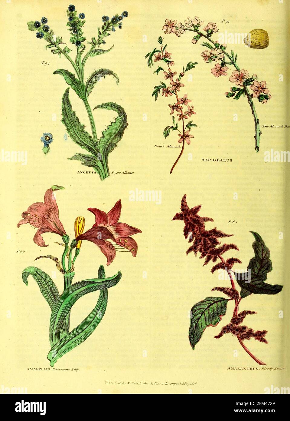 Anchusa [Dyer's Alkanet] Amygdalus [Dwarf Almond] Amaryllis [Belladonna Lilly] Amaranthus [Blutiger Amaran oder Amaranth]aus Band 1 des Buches The Universal Herbal : oder botanisches, medizinisches und landwirtschaftliches Wörterbuch : enthält einen Bericht über alle bekannten Pflanzen der Welt, geordnet nach dem Linneanischen System. Angabe der Verwendungszwecke von Thomas Green, Veröffentlicht 1816 von Nuttall, Fisher & Co. In Liverpool und gedruckt bei der Caxton Press von H. Fisher Stockfoto