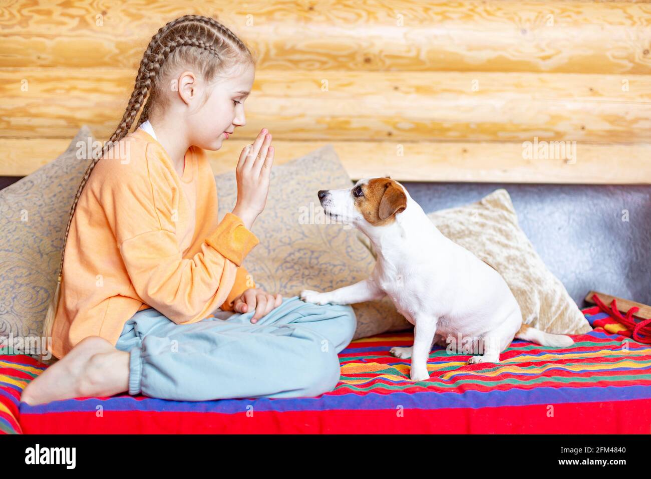 Ein Teenager-Mädchen unterrichtet einem kleinen Hund Jack Russell Terrier Befehle. Stockfoto