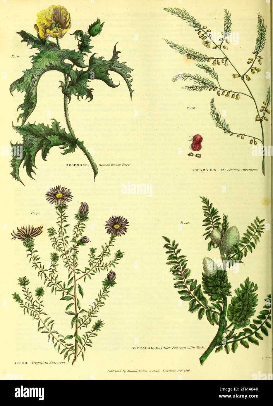 Argemone [Mexican Prickly Poppy], Spargel, Aster [Virginian Starwort], Astragalus [Taller Fox-tail milk-vetch] aus Band 1 des Buches The Universal Herbal : or Botanical, Medical and Agricultural Dictionary : enthaltend einen Bericht über alle bekannten Pflanzen der Welt, geordnet nach dem Linneanischen System. Angabe der Verwendungszwecke von Thomas Green, Veröffentlicht 1816 von Nuttall, Fisher & Co. In Liverpool und gedruckt bei der Caxton Press von H. Fisher Stockfoto