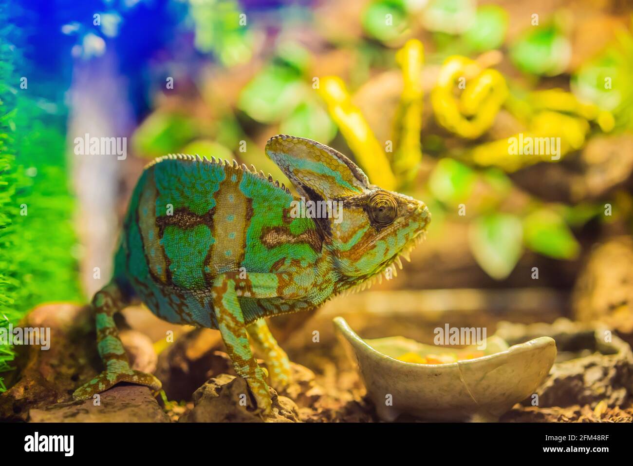 Grünes hamilion auf einem Zweig in einem Terrarium Stockfoto