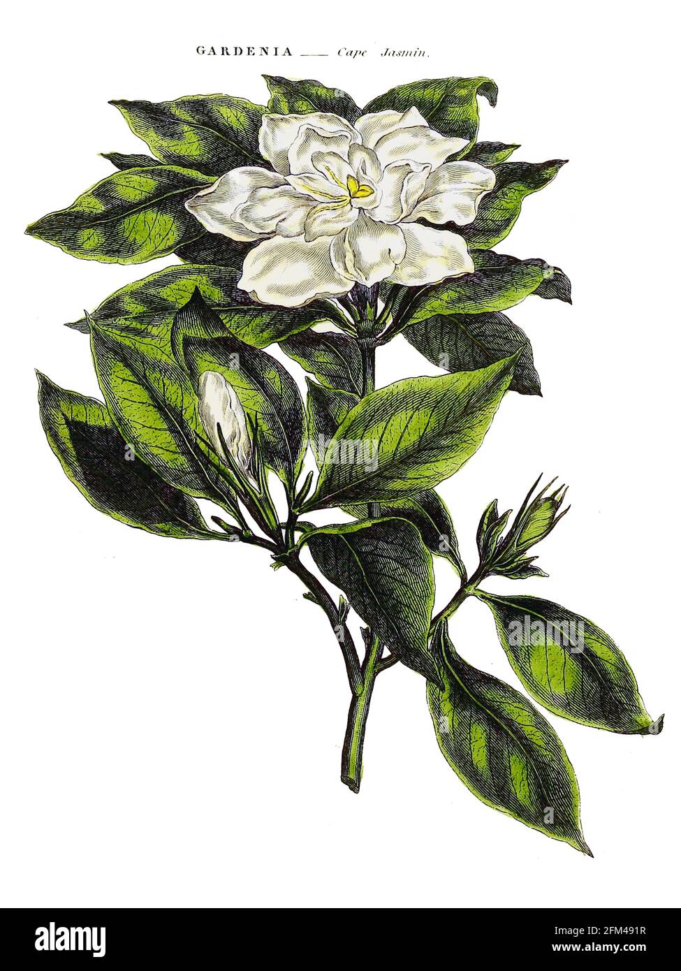 Gardenia, Cape Jasmine [hier als Cape Jasmin], aus Band 1 des Buches The Universal Herbal : oder botanisches, medizinisches und landwirtschaftliches Wörterbuch : enthält einen Bericht über alle bekannten Pflanzen der Welt, geordnet nach dem Linneanischen System. Angabe der Verwendungszwecke von Thomas Green, Veröffentlicht 1816 von Nuttall, Fisher & Co. In Liverpool und gedruckt bei der Caxton Press von H. Fisher Stockfoto