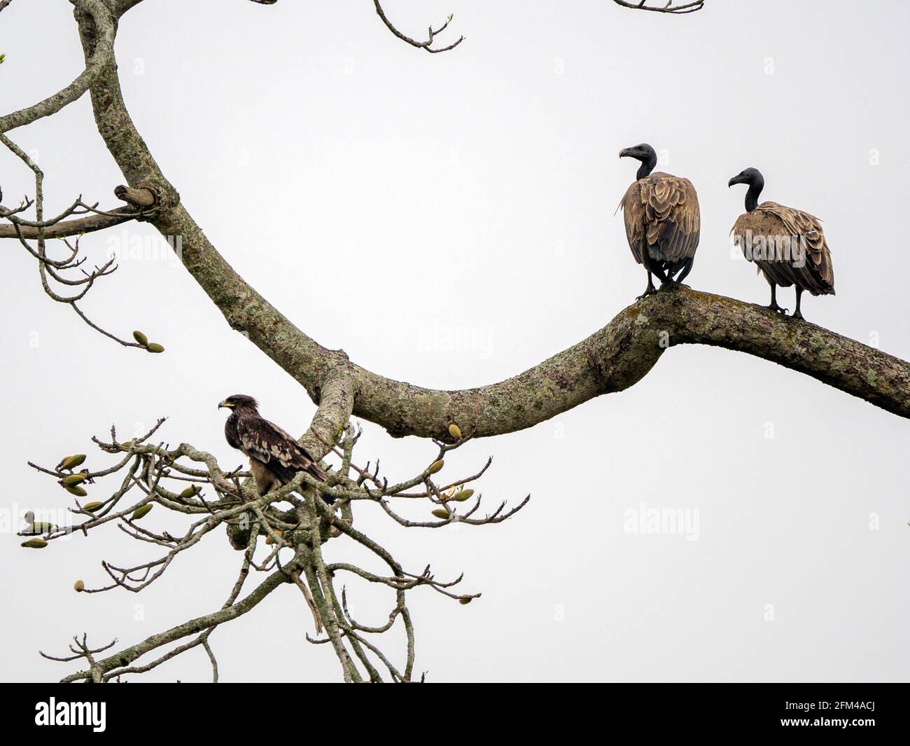 Schlanker Fagelgeier Vogel im Kaziranga-Nationalpark, Assam, Indien Stockfoto