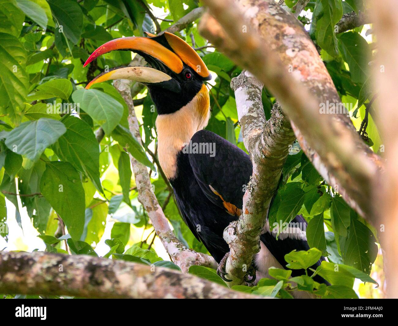 Der große Hornbill (Buceros bicornis), auch bekannt als der konkave Hornbill, der große indische Hornbill oder der große Hornbill in freier Wildbahn Stockfoto