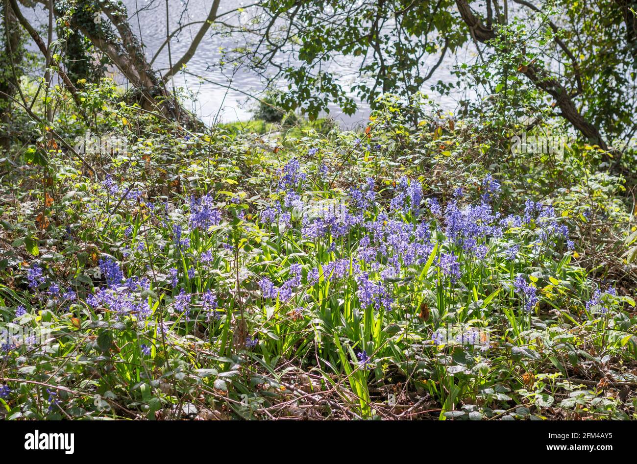 Bluebells, die am Flussufer des Flusses wild wachsen, tragen sich in Washington, Nordostengland, Großbritannien Stockfoto